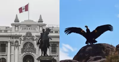 Congreso: Proponen prohibir uso del cóndor andino en festejos y espectáculos