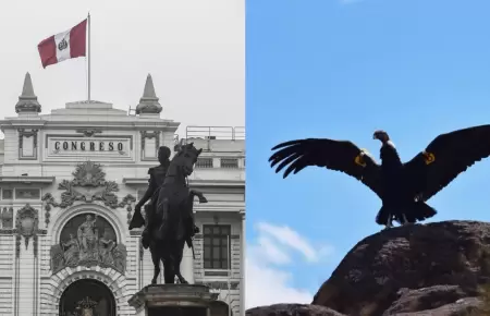 Congreso: Proponen prohibir uso del cndor andino en festejos y espectculos