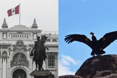 Congreso: Proponen prohibir uso del cndor andino en festejos y espectculos
