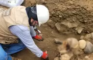 Puente Piedra: Descubren momia de la cultura Chancay con ms de 1.000 aos durante instalacin de gas