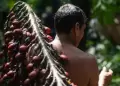 Aguaje, camu camu, cocona y ms: Estas son las frutas de la Amazona peruana que cautivaron a BBC