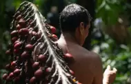 Aguaje, camu camu, cocona y ms: Estas son las frutas de la Amazona peruana que cautivaron a BBC