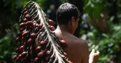 Frutas de la Amazona peruana cautivaron a BBC
