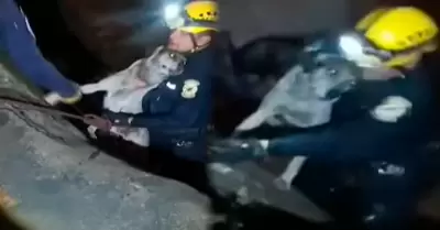 Serenos rescatan a perro en Río Rímac.