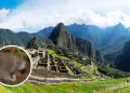 Descubren nueva especie de roedor en Machu Picchu: Esta es la apariencia del misterioso animal
