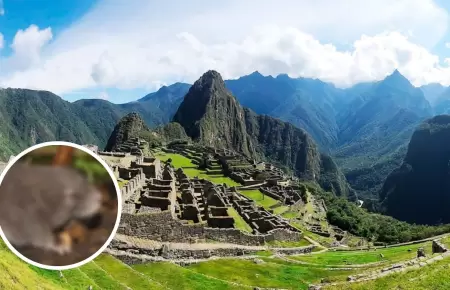 Descubren nueva especie de roedor en Machu Picchu