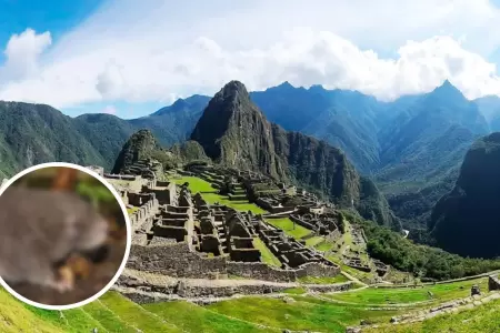Descubren nueva especie de roedor en Machu Picchu