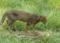 Felino depredador que se crea desaparecido reaparece en su hbitat natural tras 40 aos