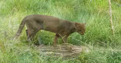 El regreso del jaguarundi