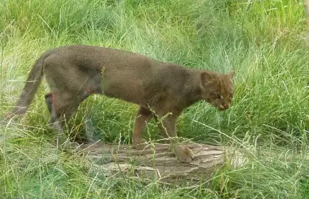 El regreso del jaguarundi