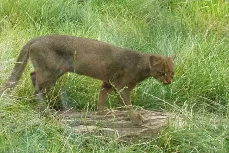 El regreso del jaguarundi