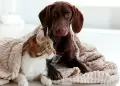 ¿Cómo cuidar a las mascotas del frío?: Descubre seis claves esenciales para protegerlas en invierno