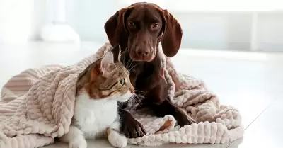 Cuidados de mascotas en invierno.