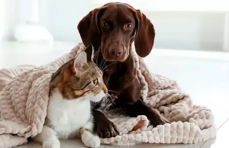 Cuidados de mascotas en invierno.