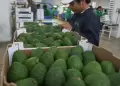 Amante de la palta? Comerla en exceso podra traerte problemas de salud, advierten expertos