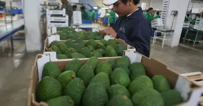Riesgos de comer demasiada palta
