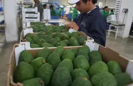 Riesgos de comer demasiada palta