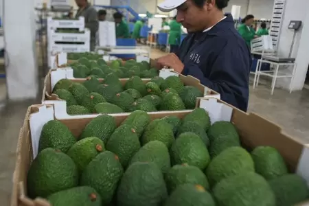 Riesgos de comer demasiada palta