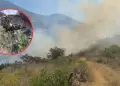 Incendio forestal en Ayacucho: Siniestro arrasa con zonas naturales y amenaza Cueva de Pikimachay