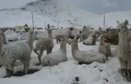 Nevadas, granizo y lluvias afectarn zonas altas de la sierra peruana, advierte Senamhi