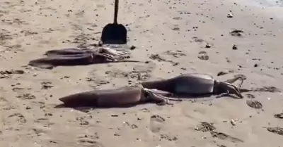 Se reporta el varamiento de cientos de potas en Pucusana y Punta Negra.