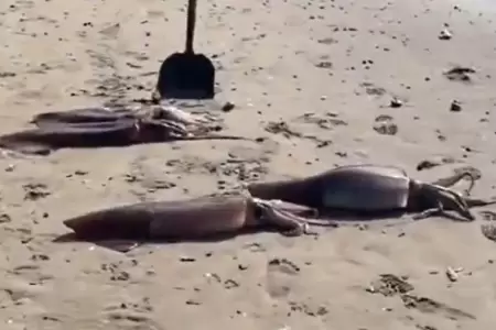 Se reporta el varamiento de cientos de potas en Pucusana y Punta Negra.