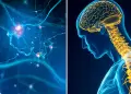 Cmo controlar el nervio vago para mejorar el estado de nimo, la atencin y la neuroplasticidad?: Tcnicas simples