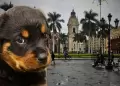 ¿Cómo proteger a mi perro en el invierno?: Estas recomendaciones AYUDARÁN a tu mascota