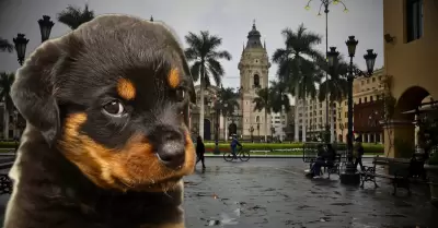 Perrito en lima