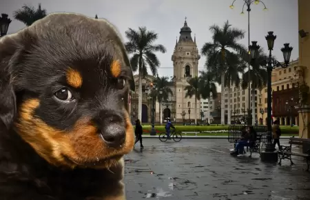 Perrito en lima
