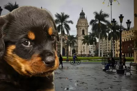 Perrito en lima