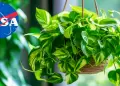 Descubre la planta que elimina hasta el 73% de sustancias cancergenas del aire, segn la NASA