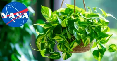Planta que elimina el 73% de sustancias cancerígenas.