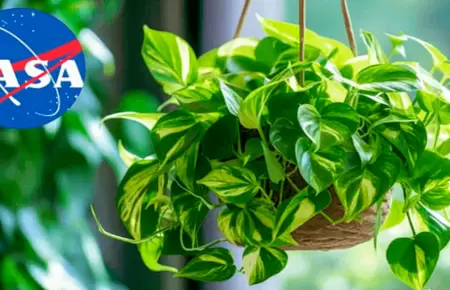 Planta que elimina el 73% de sustancias cancergenas.