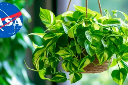 Planta que elimina el 73% de sustancias cancergenas.