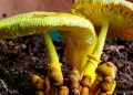 Cientficos descubren un hongo que puede "fabricar" oro: Es muy comn y se puede cultivar en casa