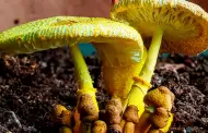Cientficos descubren un hongo que puede "fabricar" oro: Es muy comn y se puede cultivar en casa