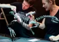 Descubren una nueva especie de dinosaurio del tamao de un perro: As era esta criatura prehistrica