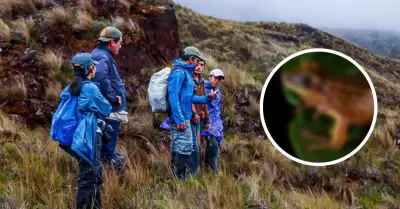 Perú suma tres nuevas especies de rana