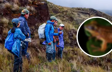 Per suma tres nuevas especies de rana