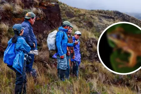 Per suma tres nuevas especies de rana
