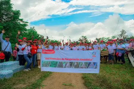 Proyecto de reforestacin de Caja Huancayo