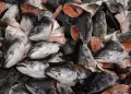 Este popular pescado podra afectar a la salud si se consume crudo: Expertos advierten peligros