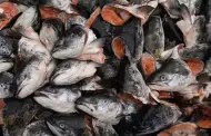 Este popular pescado podra afectar a la salud si se consume crudo: Expertos advierten peligros