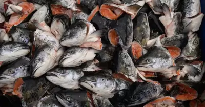 Hay peligro al consumir salmón sin una buena cocción.