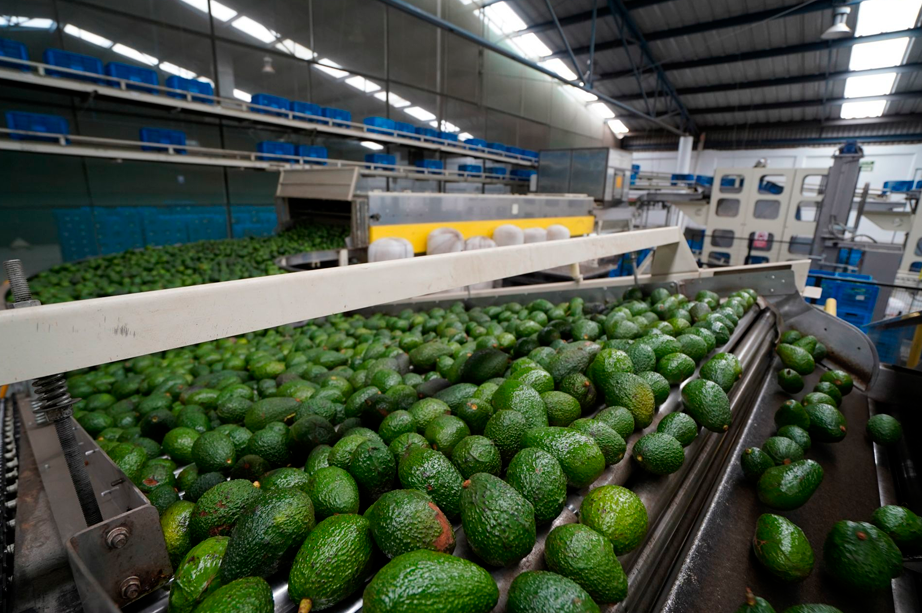 Mxico, mayor exportador de fruta en Amrica Latina, por su produccin de aguacates.