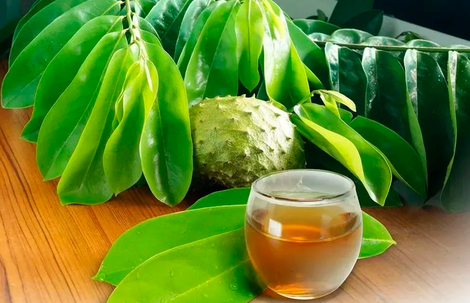 Infusin con hoja de gunabana.