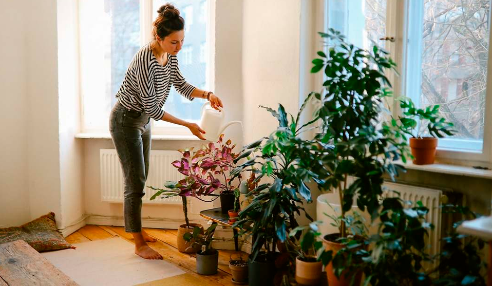 Segn expertos: tener muchas plantas refleja un perfil emocional, sensible, cuidador y orientado al bienestar.