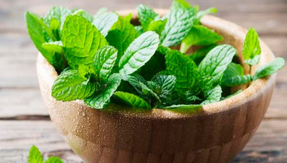 Planta melissa o toronjil disminuye el cortisol, mejora la memoria y equilibra el nimo de forma natural y efectiva.