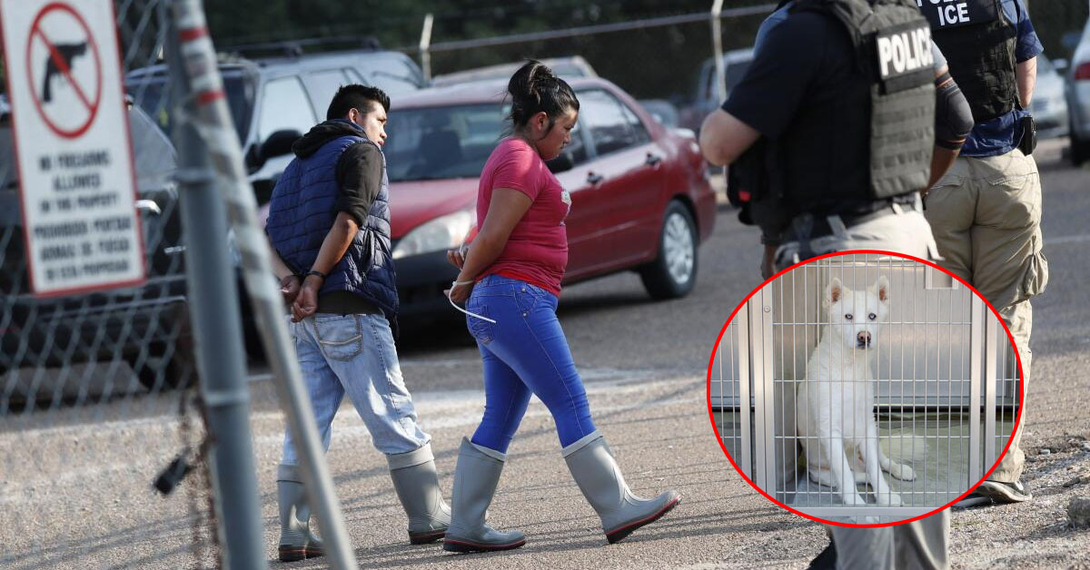 Mascotas aumentaron en refugios de Los Ángeles tras operativos anti migratorios del ICE